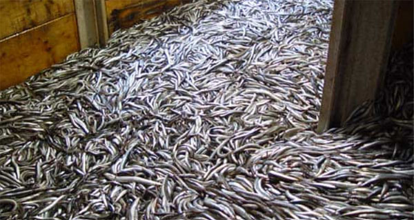 industrifisk